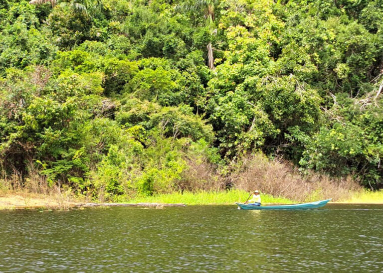 Bactérias encontradas em rios amazônicos controlam agente causador da murcha bacteriana do tomate