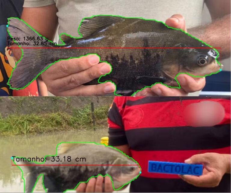 Startup usa IA para identificar peso e comprimento de peixes na Amazônia