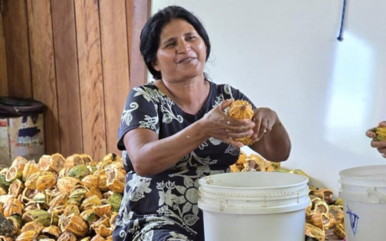 Com dois anos de safra interrompida, cacau silvestre renasce na Reserva Chico Mendes