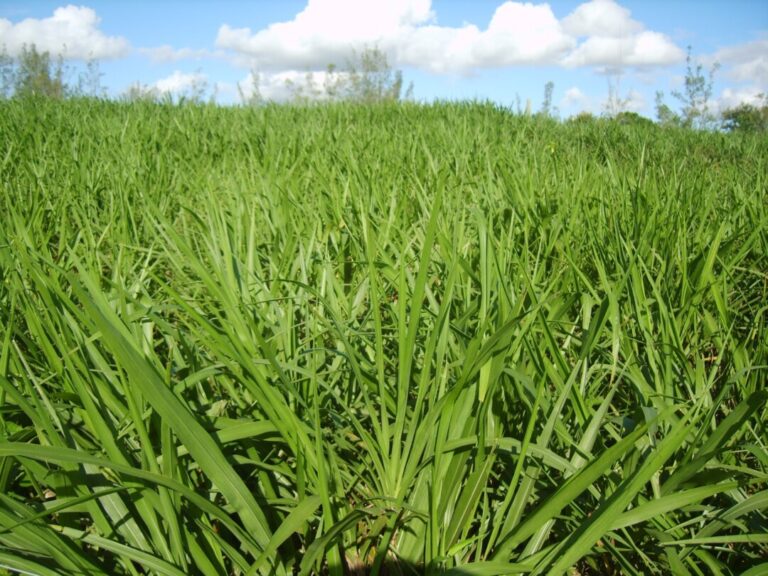 Pesquisa utiliza capim-elefante na produção de biomassa para a geração de energia térmica