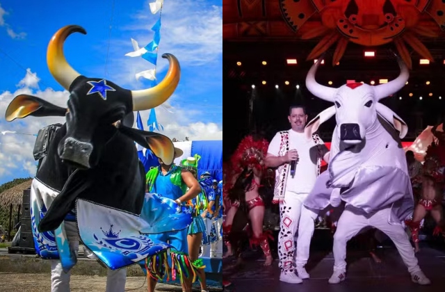 Ouça os álbuns de 2025 dos bois-bumbás Caprichoso e Garantido