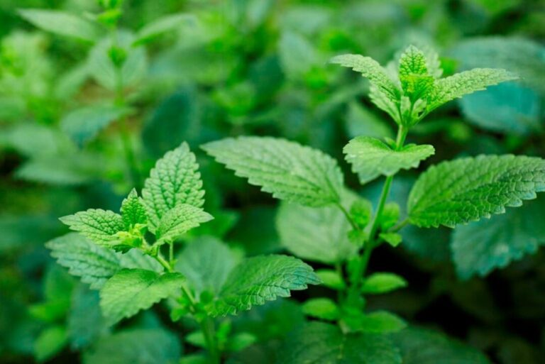 Fitoterapia: médico descreve prática ancestral de cura com ervas da Amazônia em livro