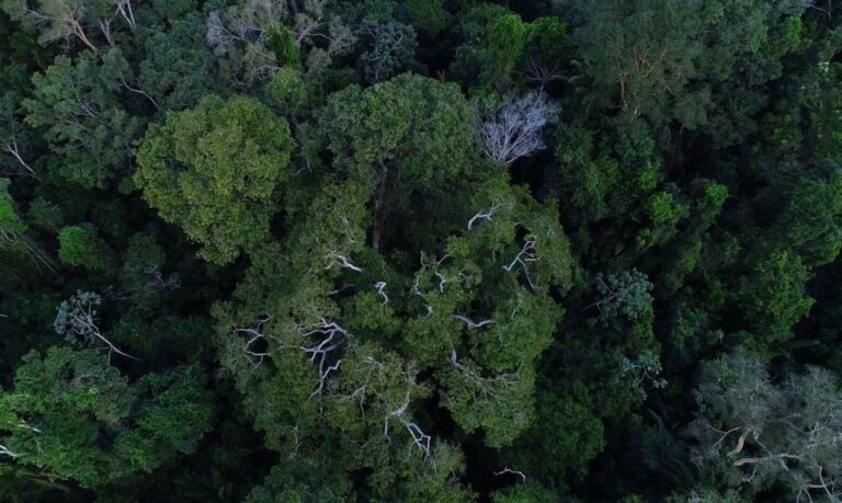Amazônia tem 4 milhões de hectares aptos para restauração florestal, aponta estudo do Amazônia 2030