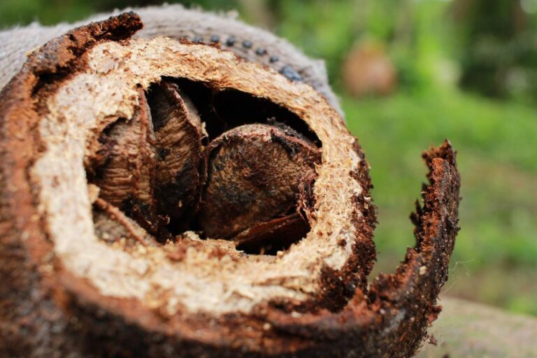 Lei aprovada na ALEAM transforma Castanha-do-Pará em Castanha-da-Amazônia