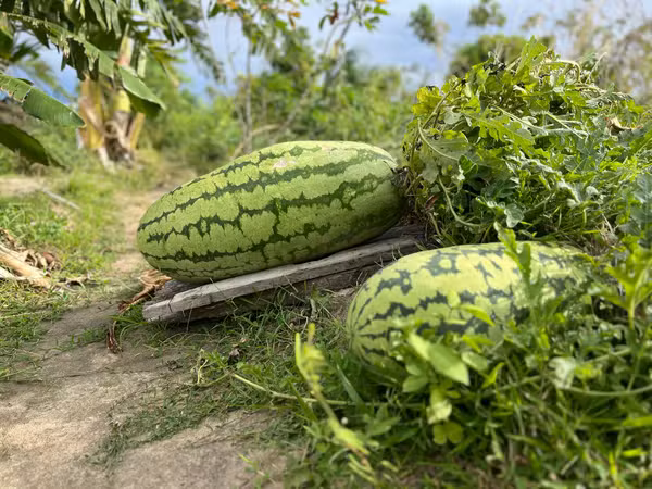 Agricultora indígena cultiva melancias gigantes debaixo de ‘sombra e água fresca’ em Roraima