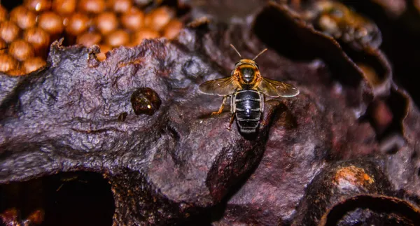 Pesquisa vai analisar influência das abelhas sem ferrão no aumento da produção de açaí na Amazônia