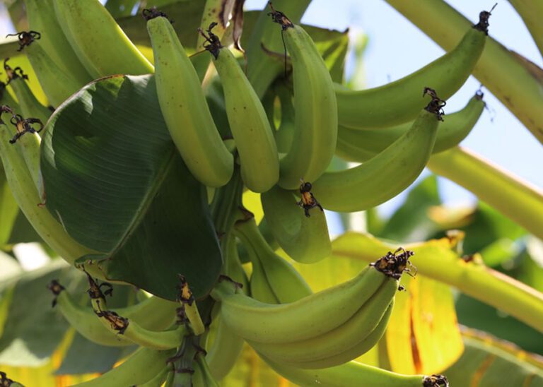 Cultivo de banana: protocolo garante qualidade genética e sanitária do plátano Pacovan