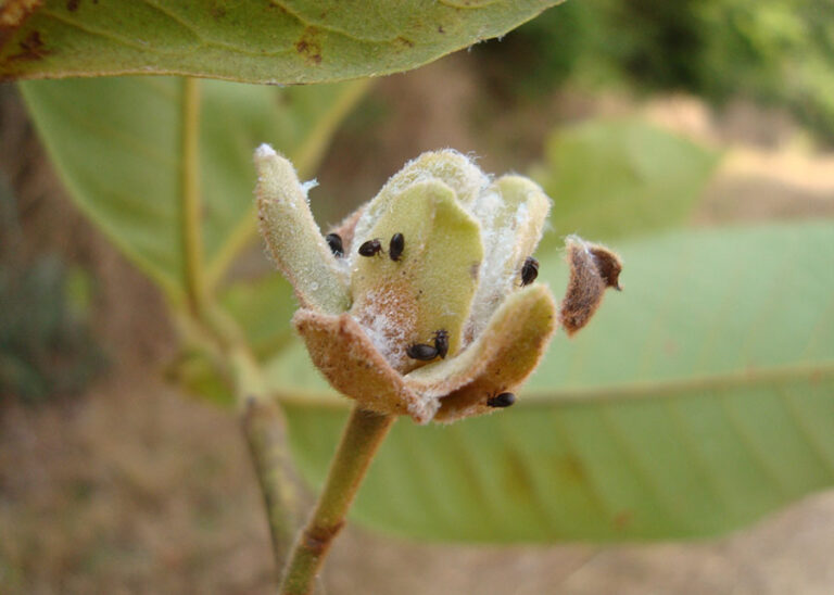 Psilídeos: 60 novas espécies de insetos são descritas no Brasil