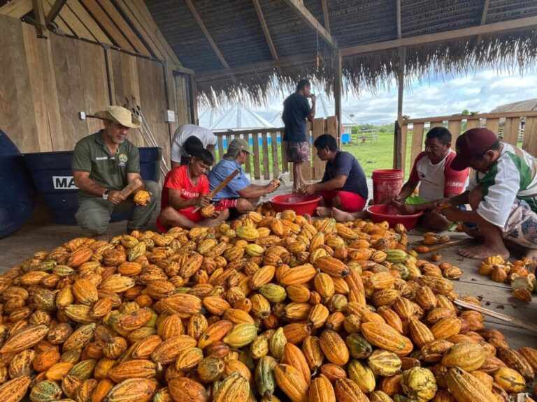 Rota do cacau: Acre se torna promissor na produção do fruto nativo da região