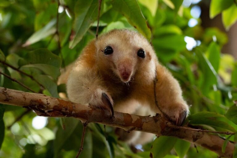 Tamanduá raro é flagrado “passeando” por estrada em Rondônia