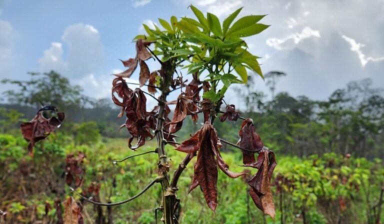Entenda como uma praga na agricultura levou o Amapá a pedir ajuda emergencial
