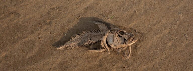 Como secas extremas podem redefinir o futuro dos peixes na Amazônia