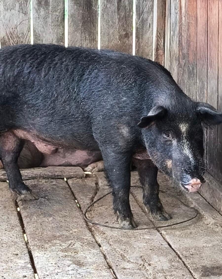 Javaporcos