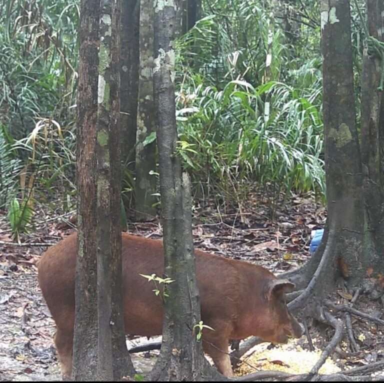 Javaporcos: entenda como Roraima está atuando no controle de espécie invasora