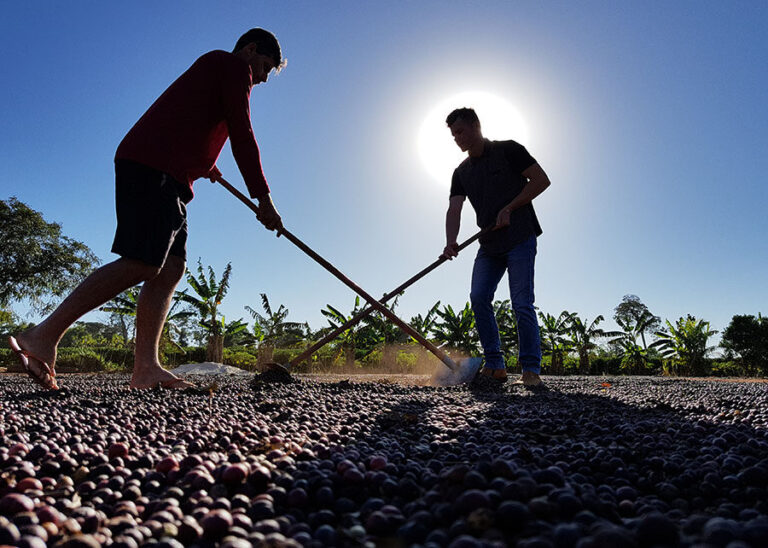 Cafezais das Matas de Rondônia sequestram 2,3 vezes mais carbono do que emitem