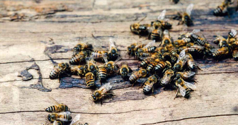 Apaixonado por abelhas, apicultor transforma tradição do pai em fonte de renda em Rondônia