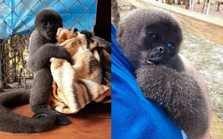 ‘Avião solidário’ transporta dois Macacos-barrigudos para projeto de conservação