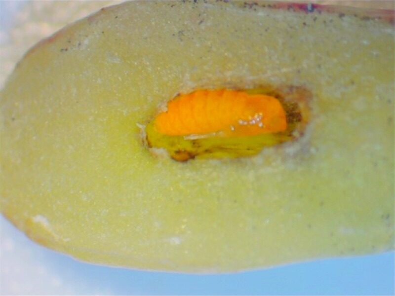 Mosca-das-galhas