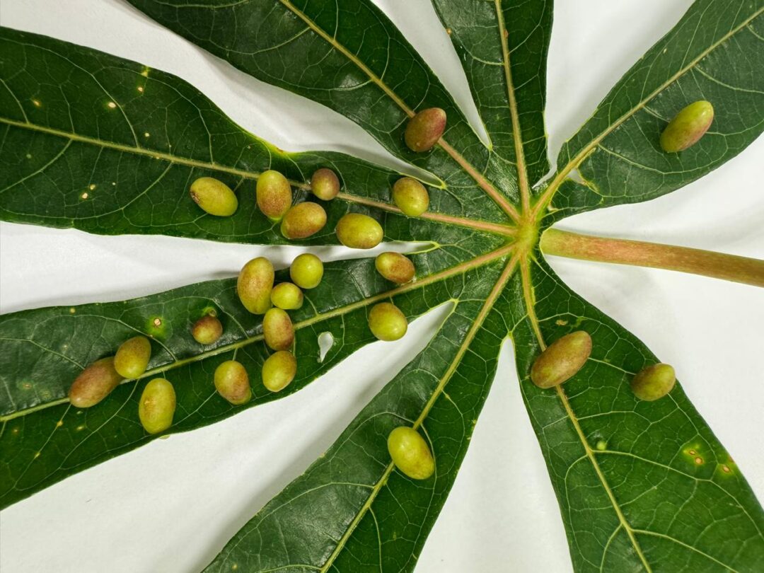 Mosca-das-galhas