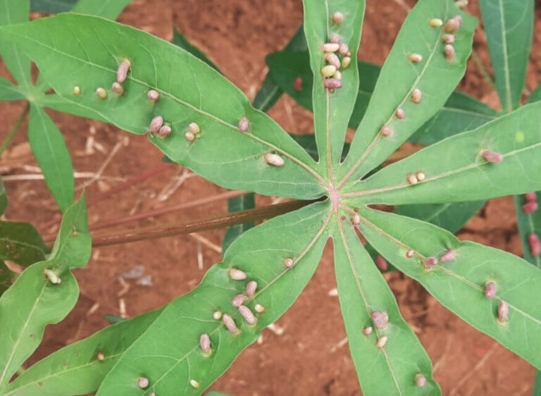 Mosca-das-galhas: nova praga causa grandes prejuízos em plantações de mandioca no Tocantins