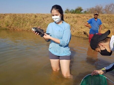 Grupo determina proporção ideal de nutrientes na dieta do tambaqui, o que pode baixar o custo da ração