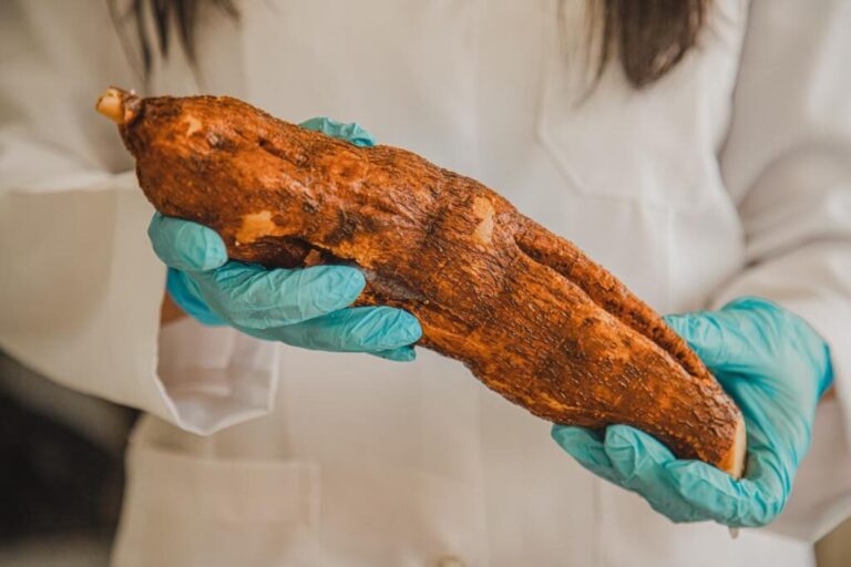 Mandioca açucarada é alternativa para a produção de bioetanol, revela pesquisa