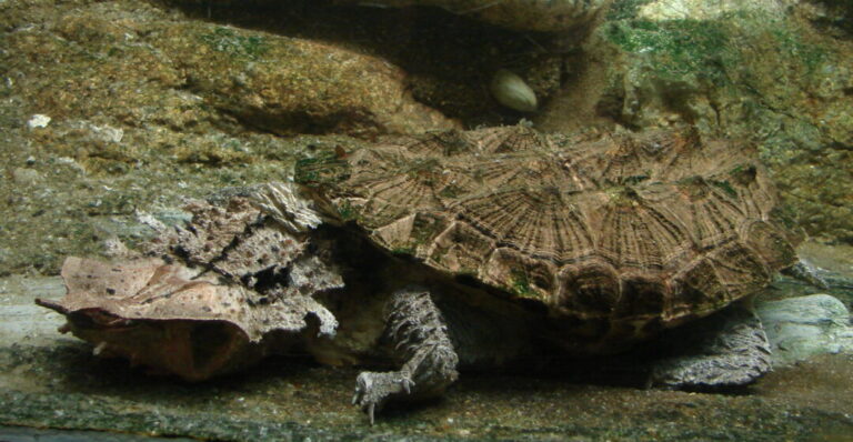 “Que a força esteja com você”: 5 espécies de animais amazônicos que parecem ter vindo de uma galáxia muito, muito distante