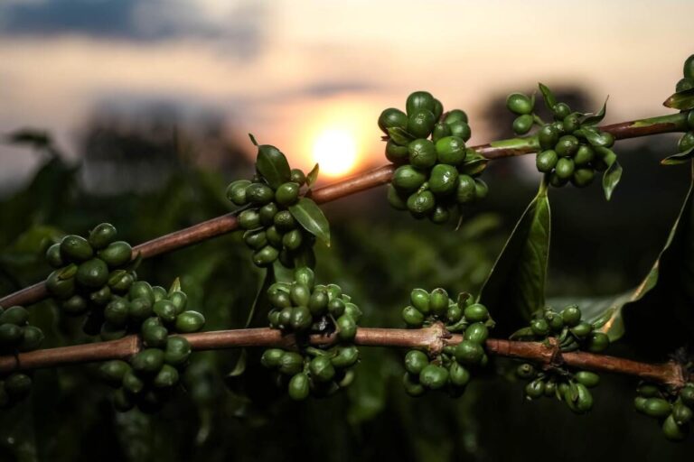 Nanopartículas: café verde possui potencial nas indústrias cosmética e alimentícia, aponta pesquisa de Mato Grosso