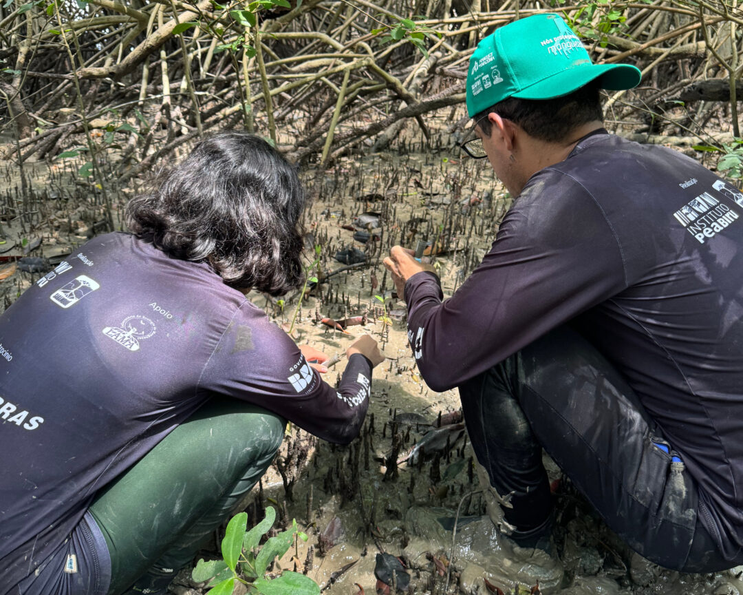 manguezal da Amazônia