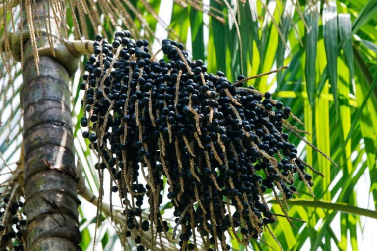 Produção de açaí cresce 150% no Amazonas