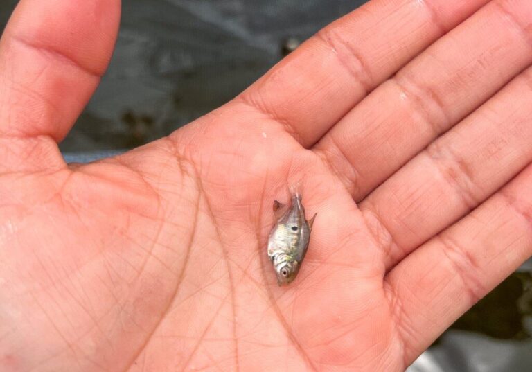 Pesquisa aprimora tecnologia para a reprodução de peixes em Itacoatiara