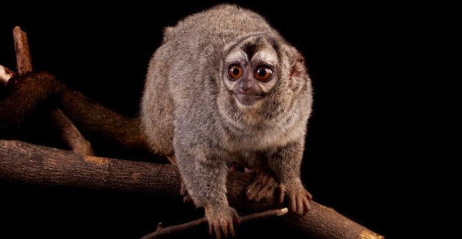 Único primata noturno das Américas é encontrado na Amazônia