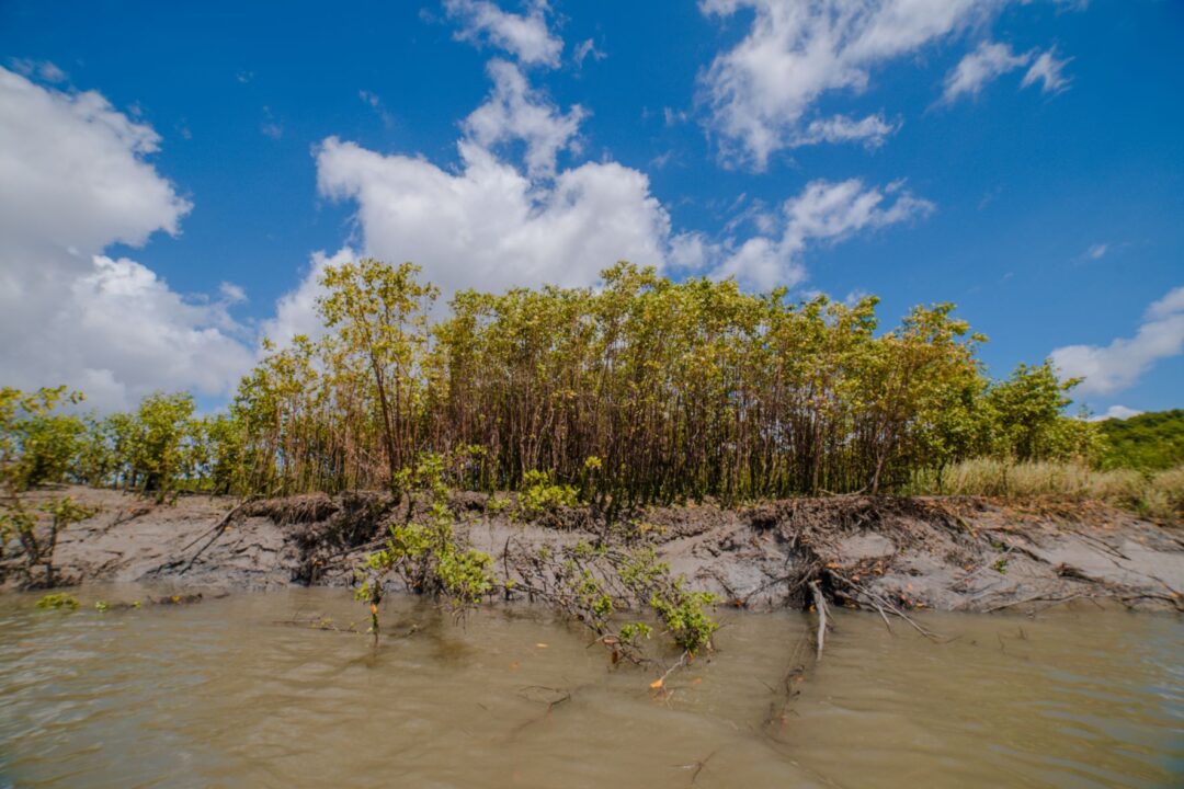 Manguezal da Amazônia
