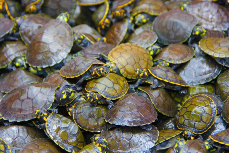 Com autorização inédita, mil quelônios manejados poderão ser vendidos legalmente no Amazonas