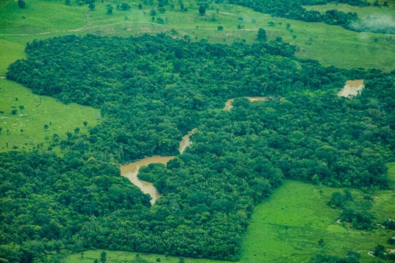 Rondônia reduz desmatamento em mais de 40% entre 2024 e 2025, aponta estudo do Inpe