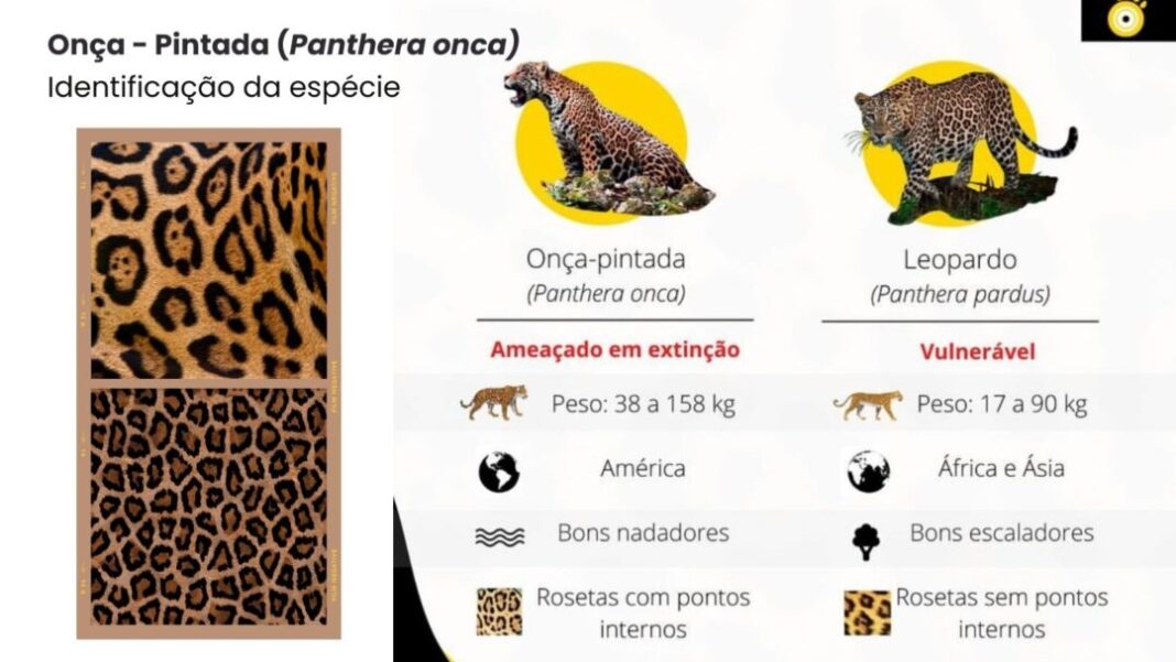 Onça-pintada x leopardo: quais são as diferenças?