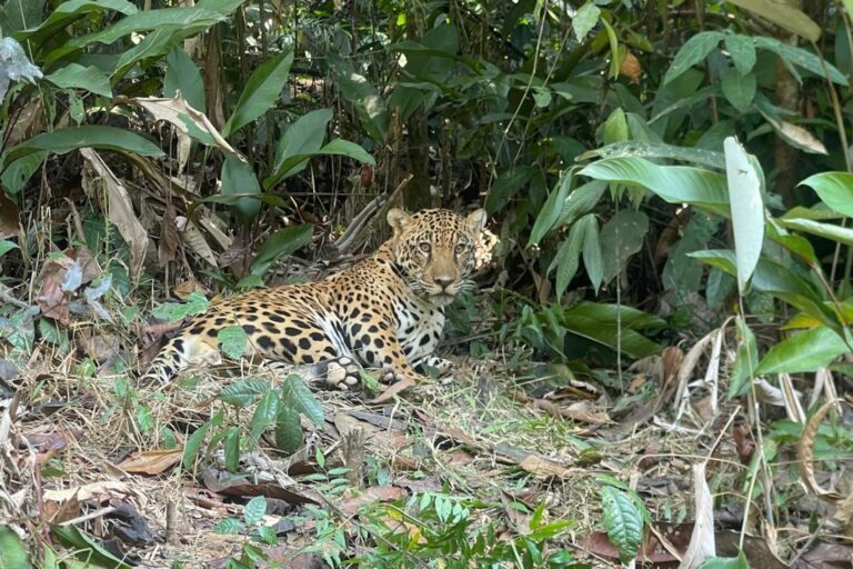 Reintrodução inédita de onça-pintada revela obstáculos à conservação da espécie no Brasil