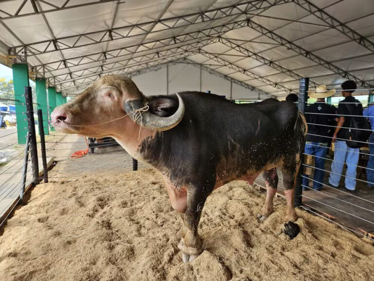 Búfalo albino raro é criado com mamadeira de leite de vaca em Rondônia: conheça o Zangão