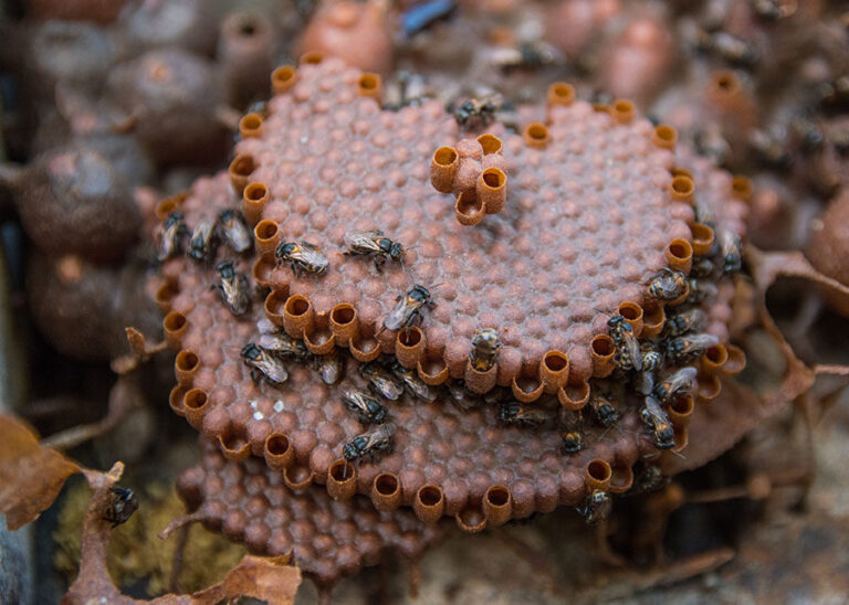 Própolis de abelha nativa da Amazônia cicatriza feridas e reduz inflamação