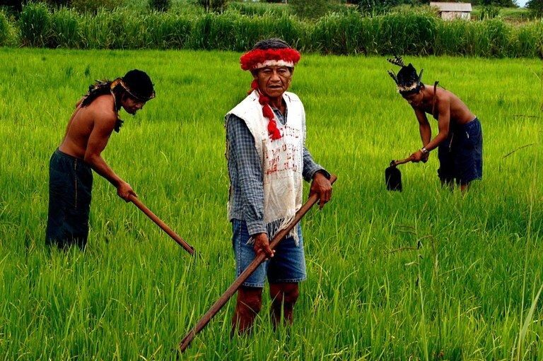 agricultura familiar do Acre