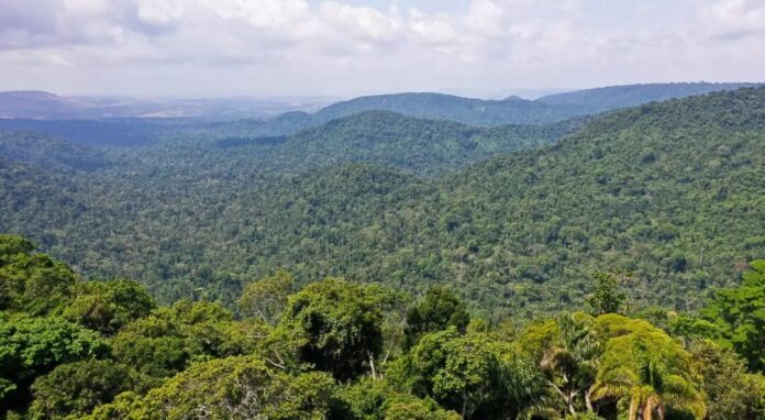 Desmatamento no Brasil caiu