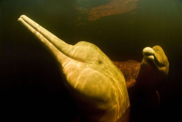 Golfinhos da Amazônia: conheça o boto cor-de-rosa e o tucuxi
