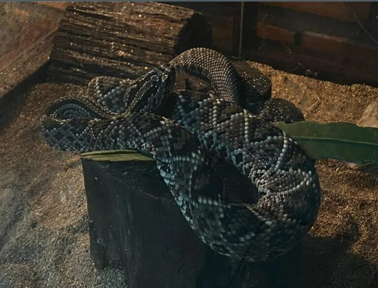 Atração para corajosos: conheça dois serpentários localizados na Amazônia