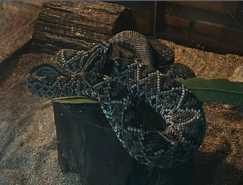 Atração para corajosos: 2 serpentários para ver na Amazônia