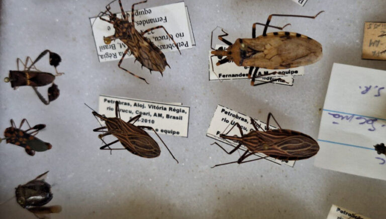 Mudanças climáticas podem ampliar área de risco da Doença de Chagas na Amazônia