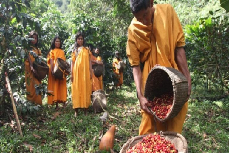 Agricultores e povos indígenas conservam 70 mil hectares de florestas amazônicas