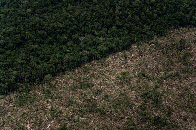 Apesar da queda de 18%, Amazonas lidera desmatamento da Amazônia em junho 