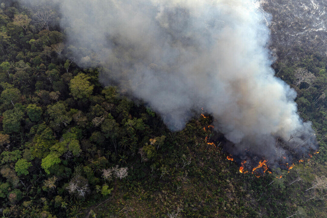 Amazonas é o estado que mais desmatou a Amazônia