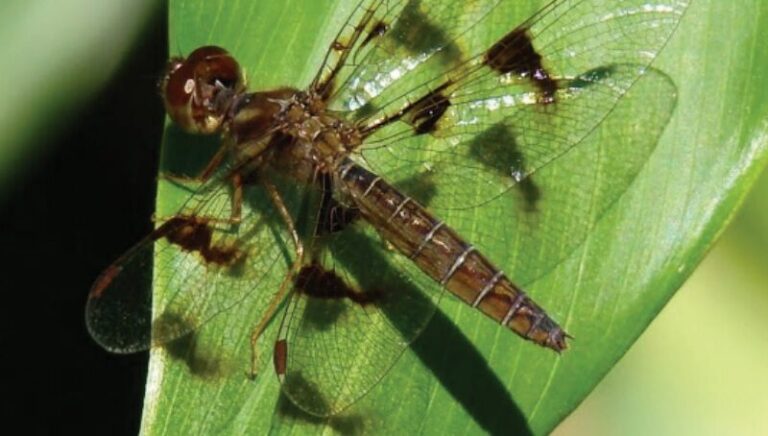 Estudos sobre insetos aquáticos do Amazonas e Pará compõem livro sobre impactos que sofrem com diversos usos do solo