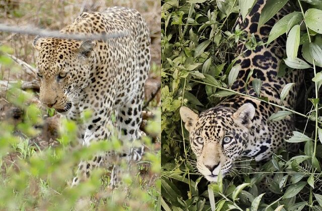 Onça-pintada x leopardo: quais são as diferenças?